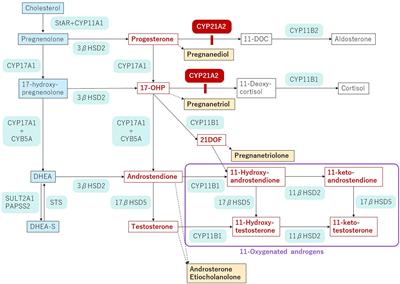 Monitoring treatment in pediatric patients with 21-hydroxylase deficiency